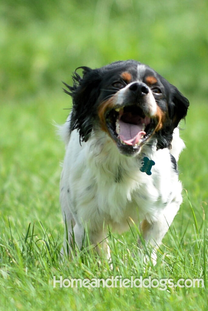 Freedom a male French Brittany that was a cornerstone of our breeding program