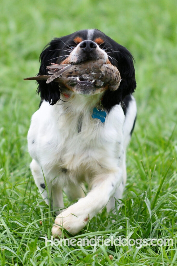 Freedom a male French Brittany that was a cornerstone of our breeding program