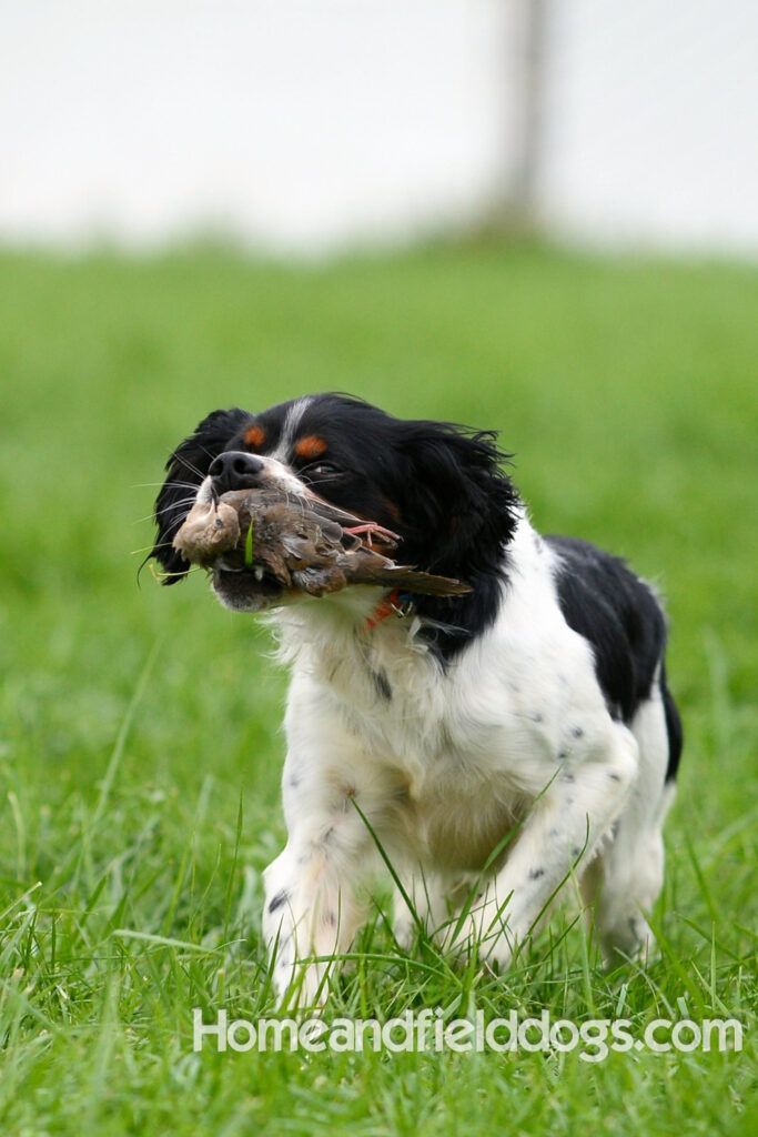 Freedom a male French Brittany that was a cornerstone of our breeding program
