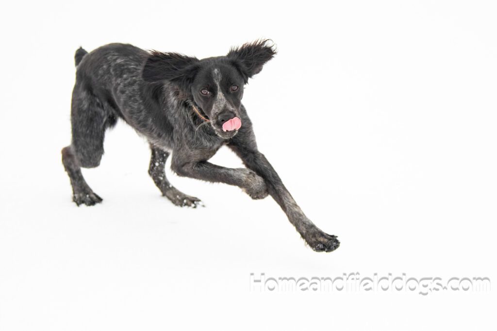 Adorable Black Roan french brittany puppy for sale