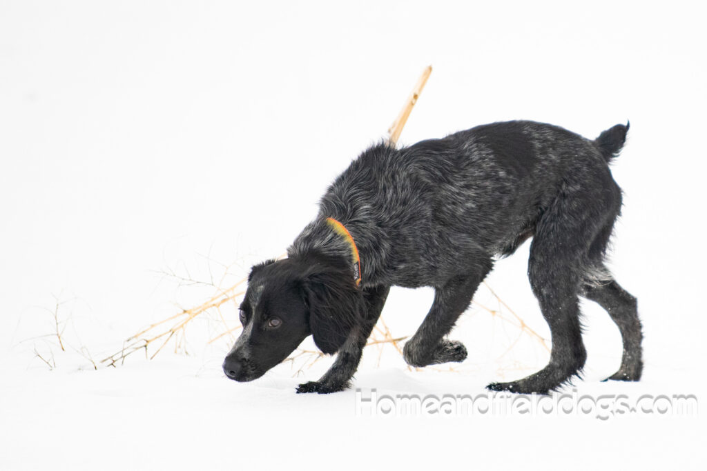 Adorable Black Roan french brittany puppy for sale