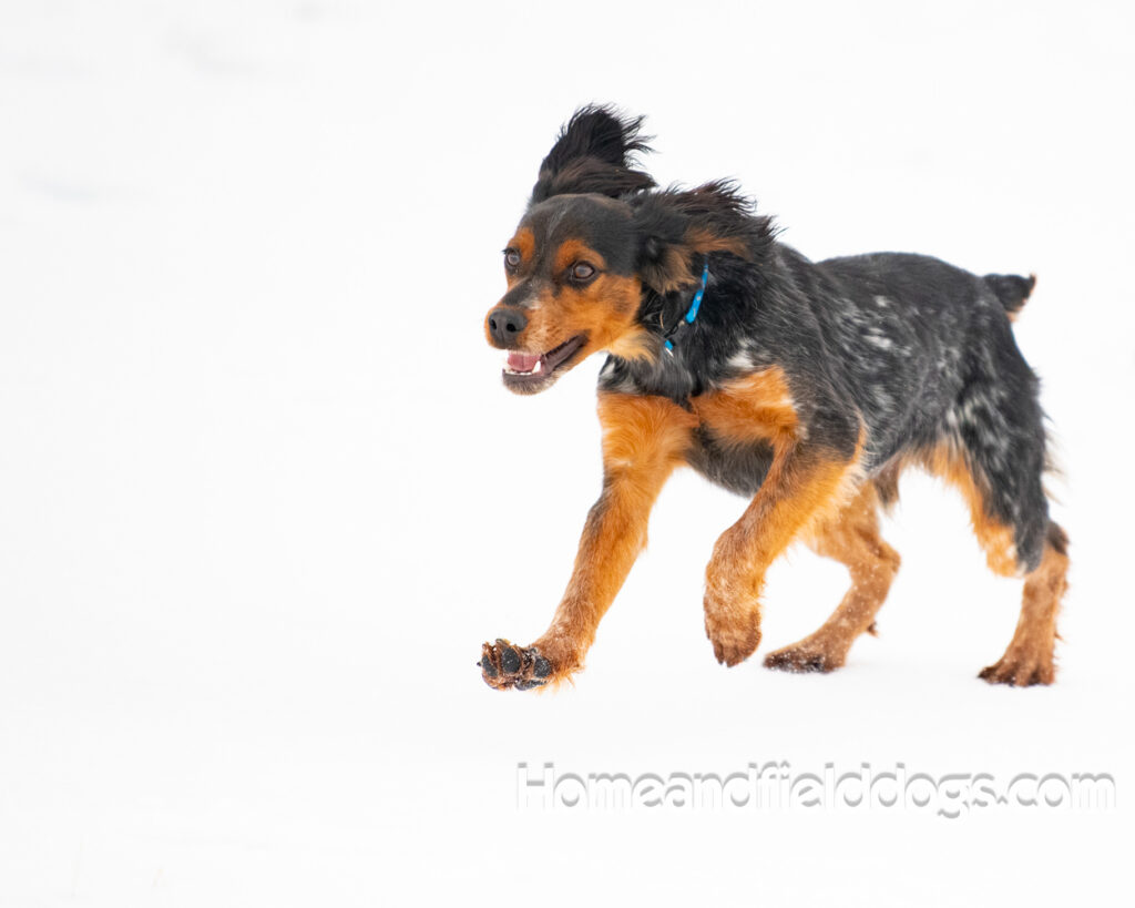 Pictures of a young French ""Brittany puppy with a black tricolor roan coat