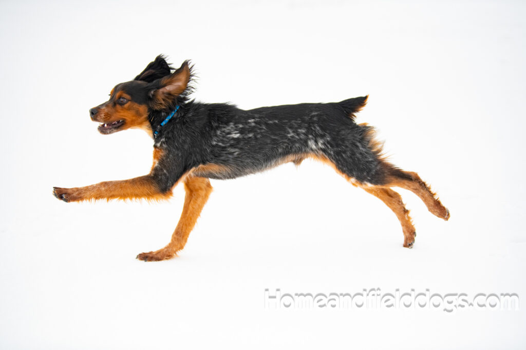 Pictures of a young French ""Brittany puppy with a black tricolor roan coat