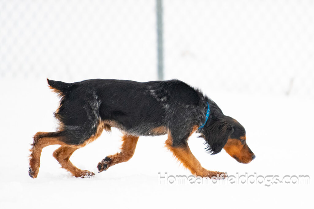 Pictures of a young French ""Brittany puppy with a black tricolor roan coat