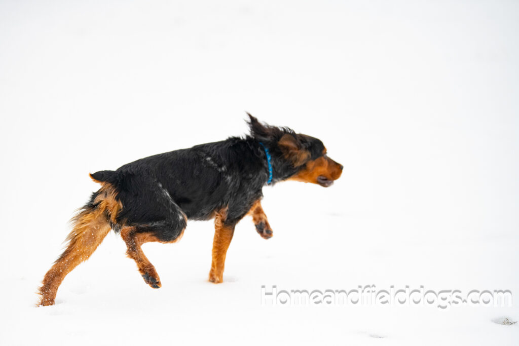 Pictures of a young French ""Brittany puppy with a black tricolor roan coat