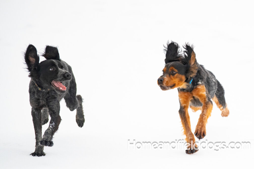 Pictures of a young French ""Brittany puppy with a black tricolor roan coat