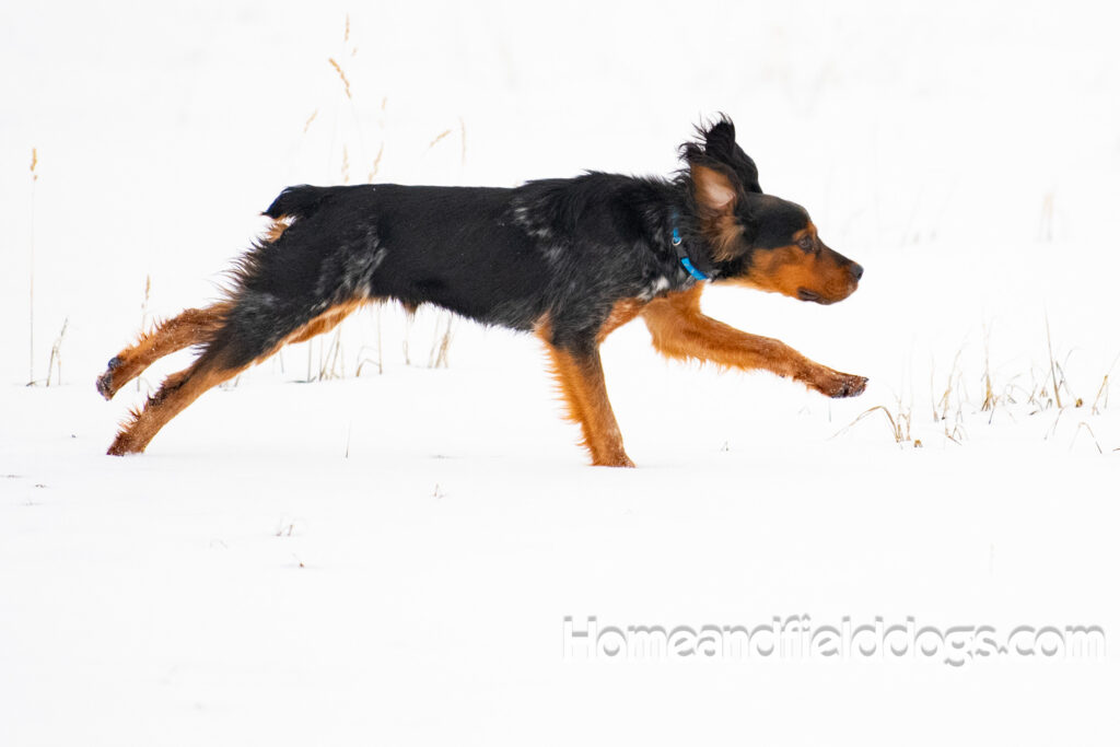 Pictures of a young French ""Brittany puppy with a black tricolor roan coat