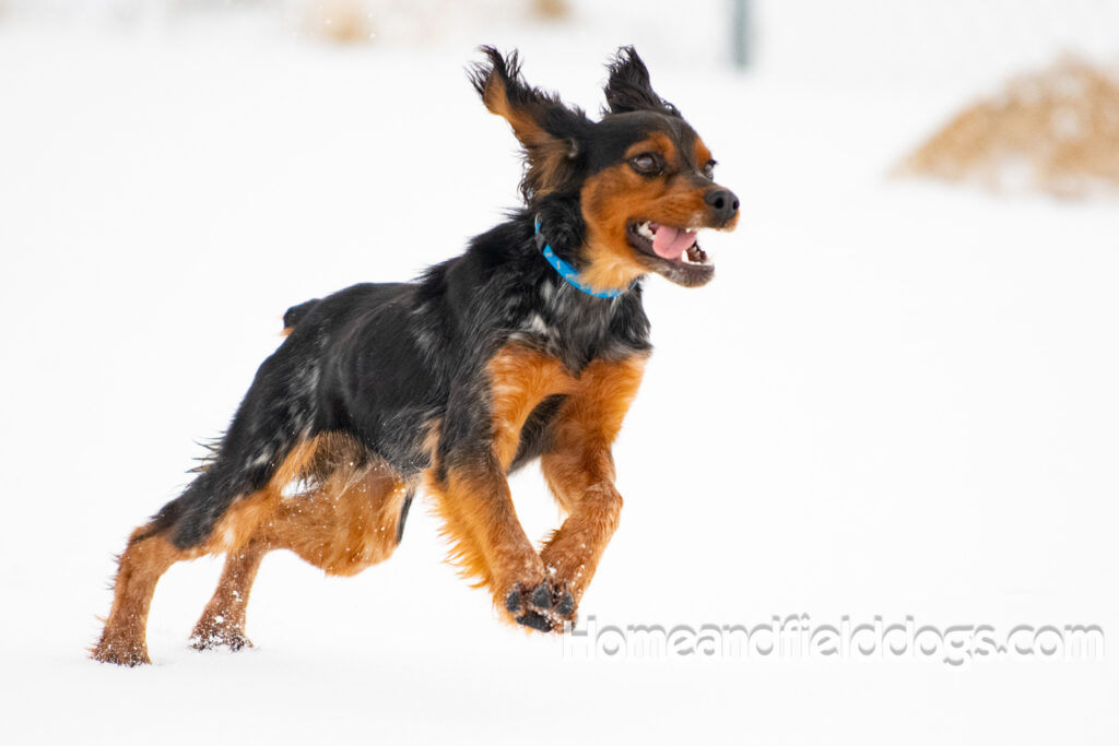 Pictures of a young French ""Brittany puppy with a black tricolor roan coat