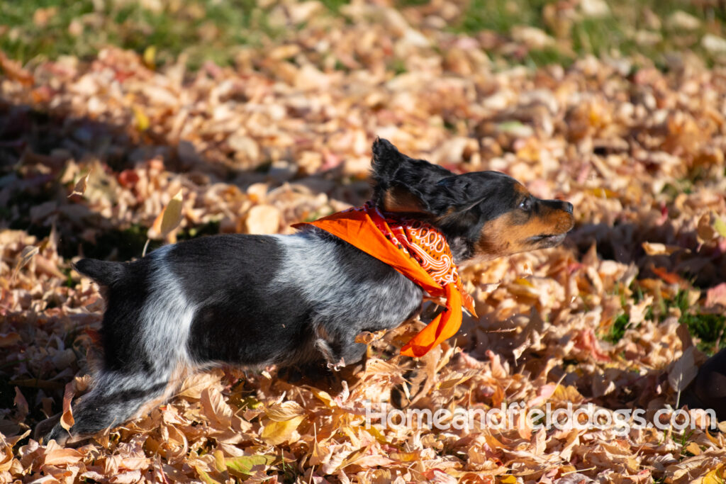Pictures of a young French ""Brittany puppy with a black tricolor roan coat