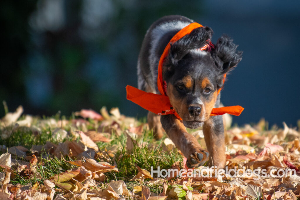 Pictures of a young French ""Brittany puppy with a black tricolor roan coat