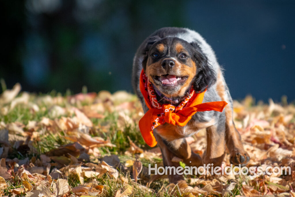 Pictures of a young French ""Brittany puppy with a black tricolor roan coat
