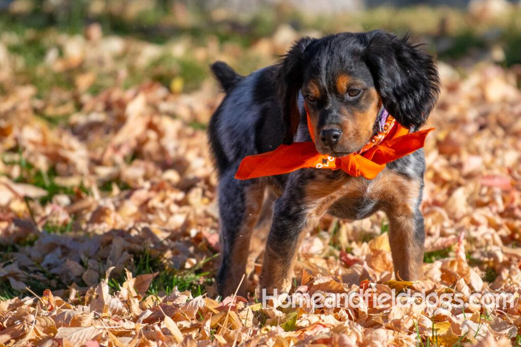 Pictures of a young French ""Brittany puppy with a black tricolor roan coat