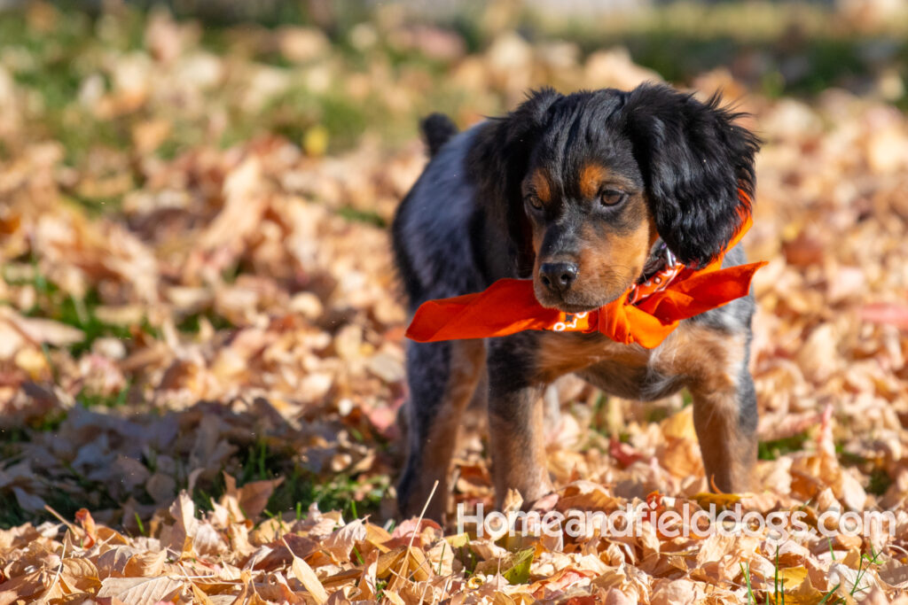 Pictures of a young French ""Brittany puppy with a black tricolor roan coat