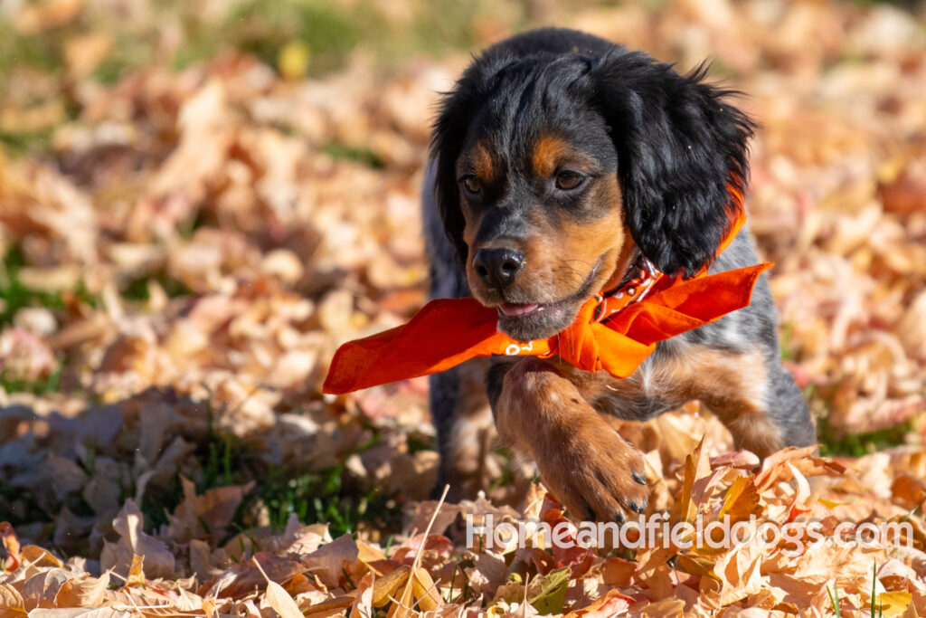 Pictures of a young French ""Brittany puppy with a black tricolor roan coat