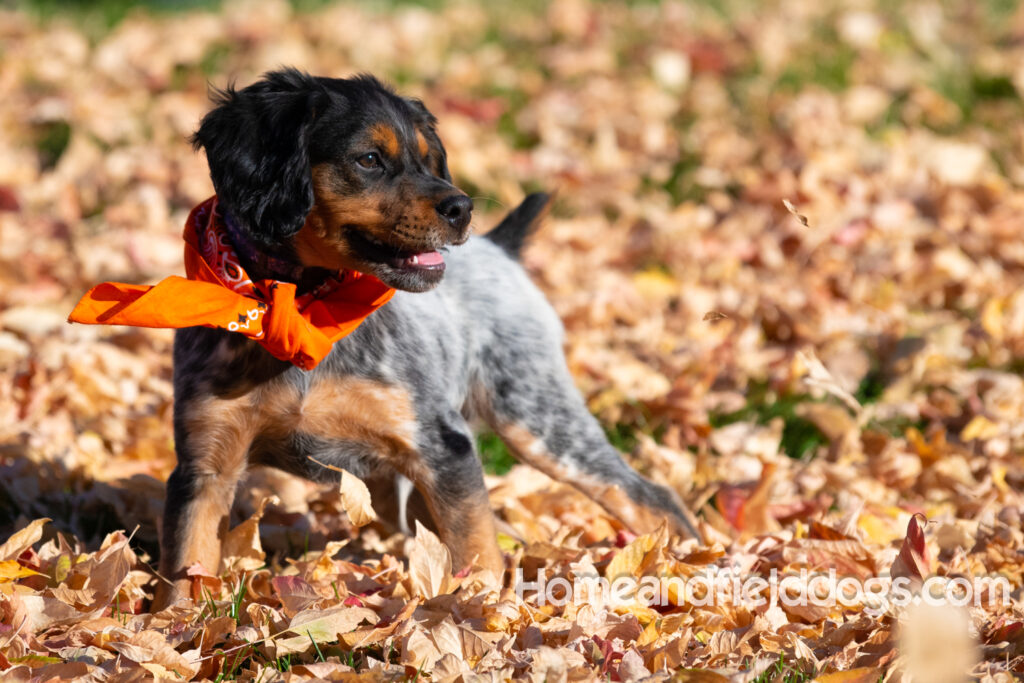 Pictures of a young French ""Brittany puppy with a black tricolor roan coat