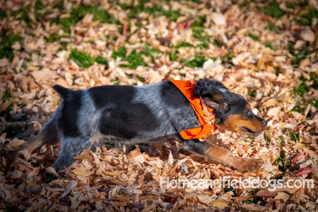 Pictures of a young French ""Brittany puppy with a black tricolor roan coat