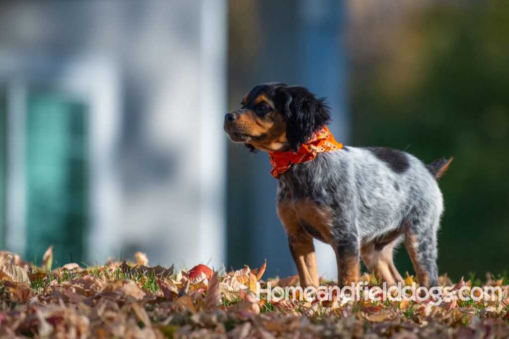 Pictures of a young French ""Brittany puppy with a black tricolor roan coat