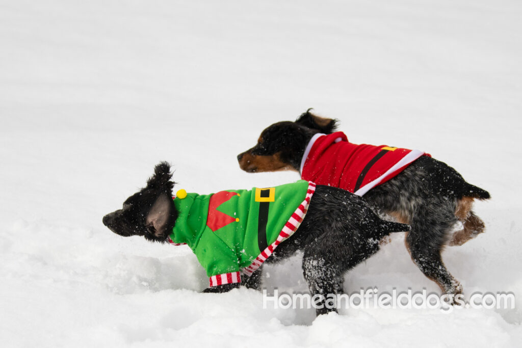Adorable Black Roan french brittany puppy for sale