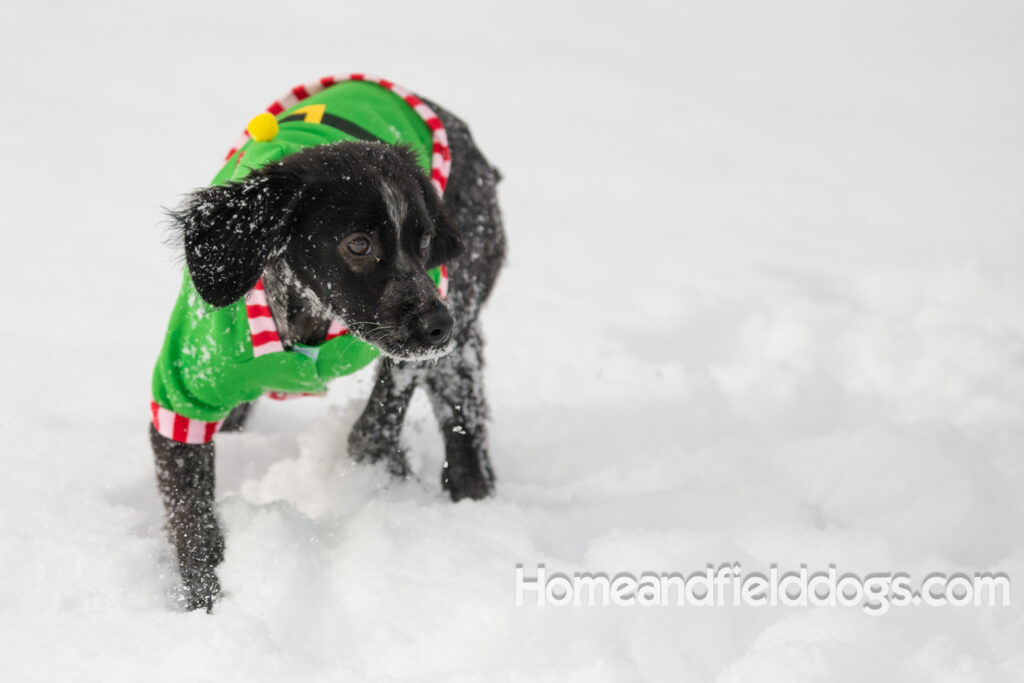 Adorable Black Roan french brittany puppy for sale