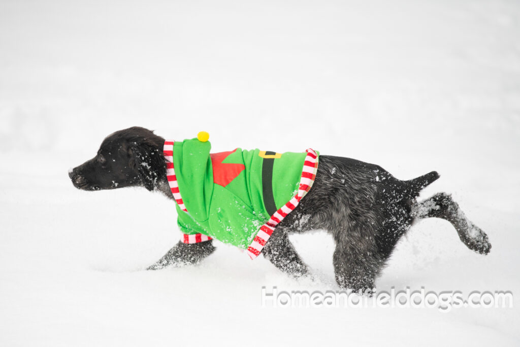 Adorable Black Roan french brittany puppy for sale