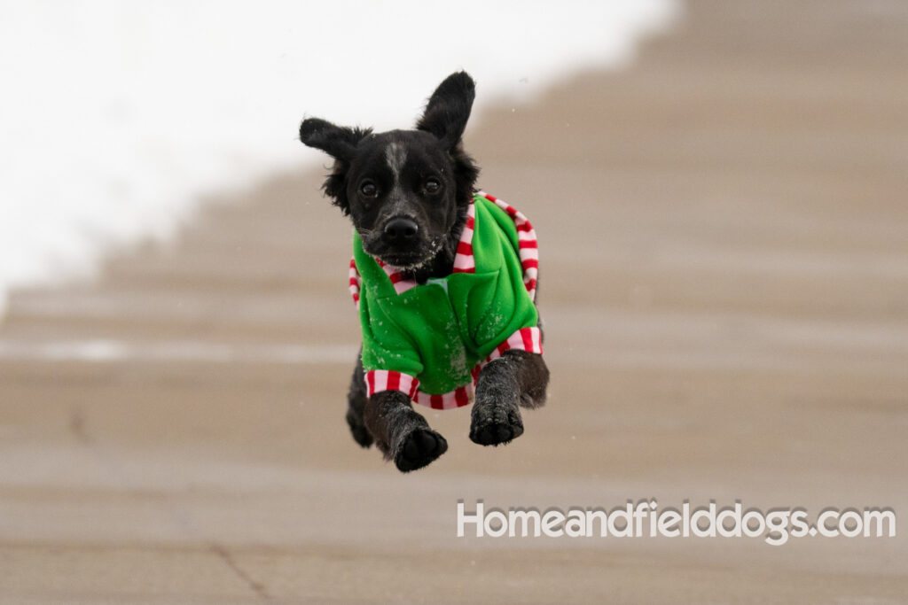 Adorable Black Roan french brittany puppy for sale