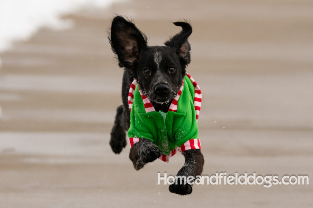 Adorable Black Roan french brittany puppy for sale