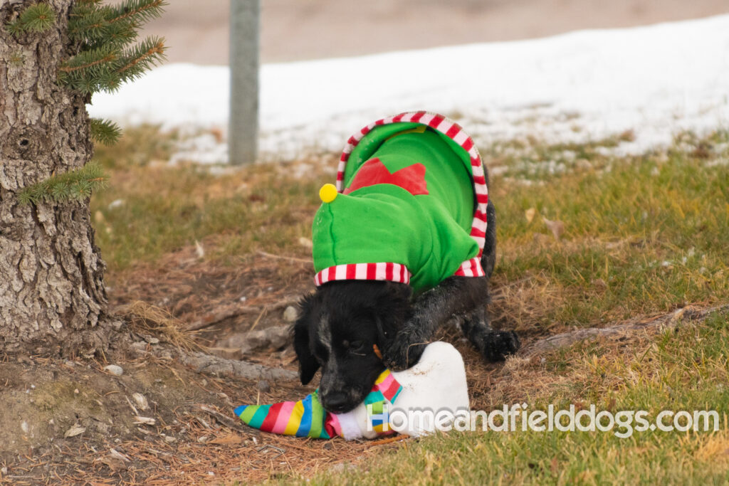 Adorable Black Roan french brittany puppy for sale