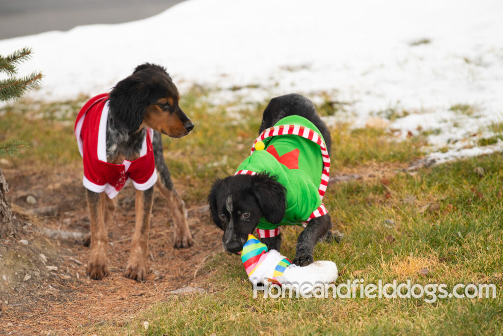 Adorable Black Roan french brittany puppy for sale