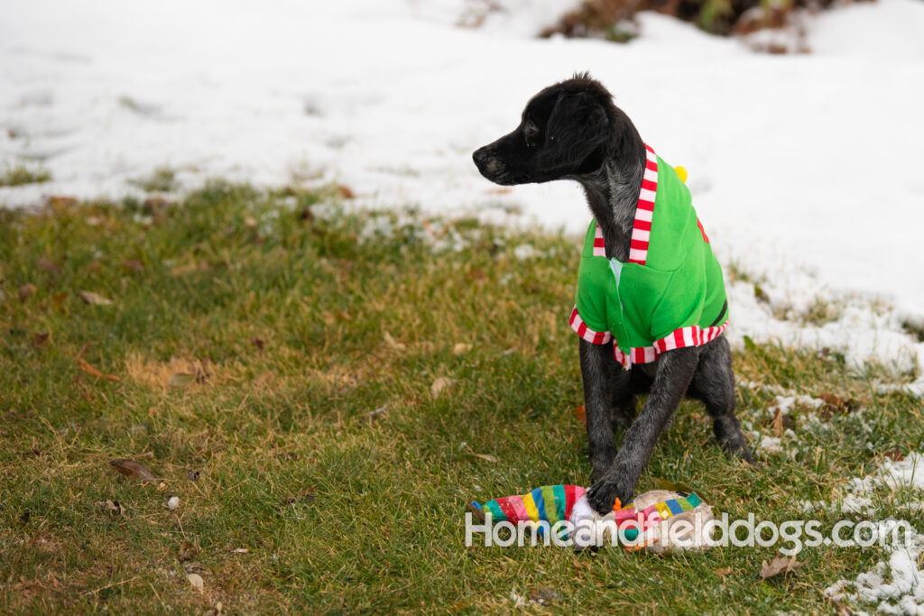 Adorable Black Roan french brittany puppy for sale