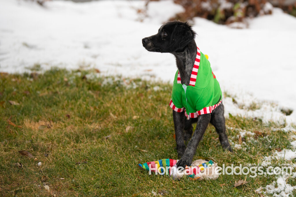 Adorable Black Roan french brittany puppy for sale