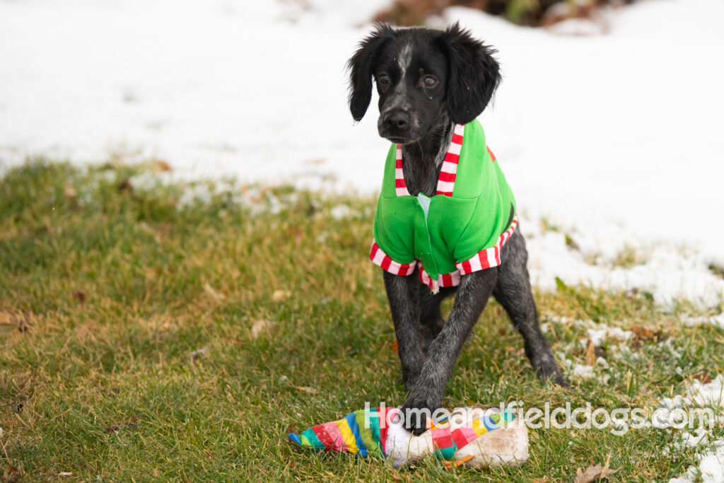 Adorable Black Roan french brittany puppy for sale