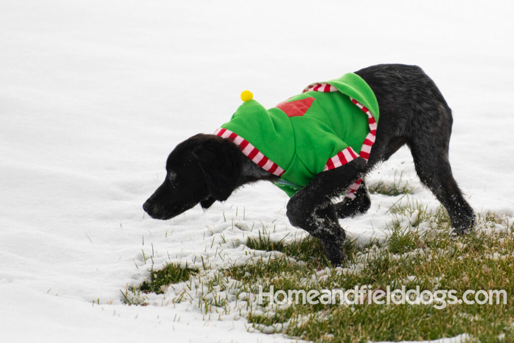 Adorable Black Roan french brittany puppy for sale