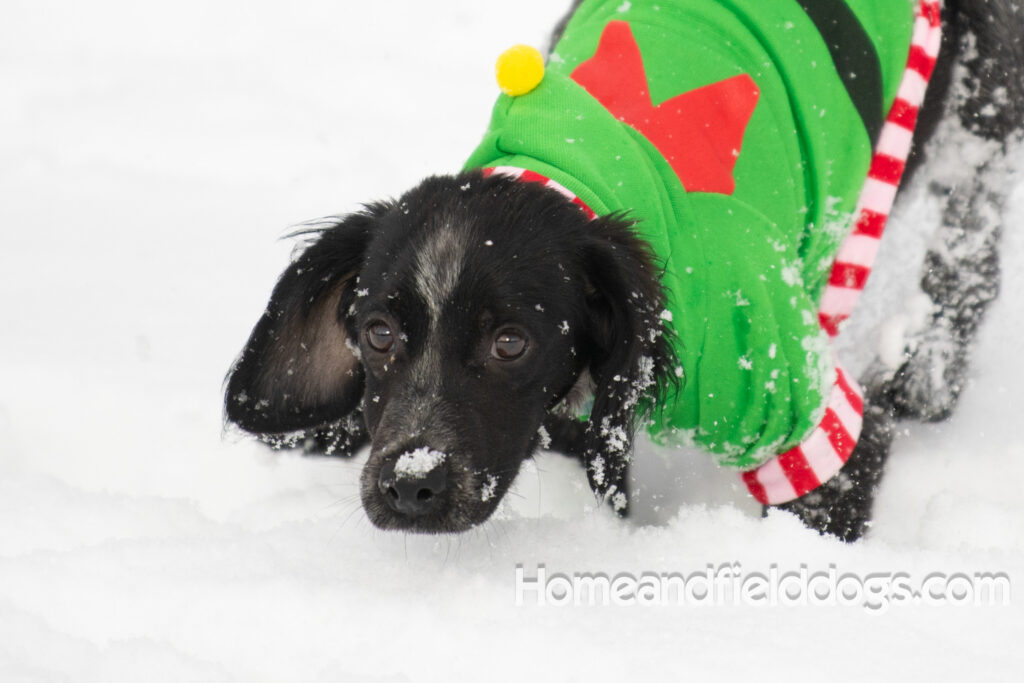 Adorable Black Roan french brittany puppy for sale