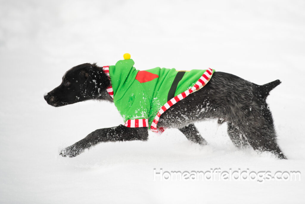Adorable Black Roan french brittany puppy for sale