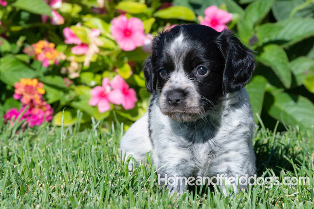 Adorable Black Roan french brittany puppy for sale