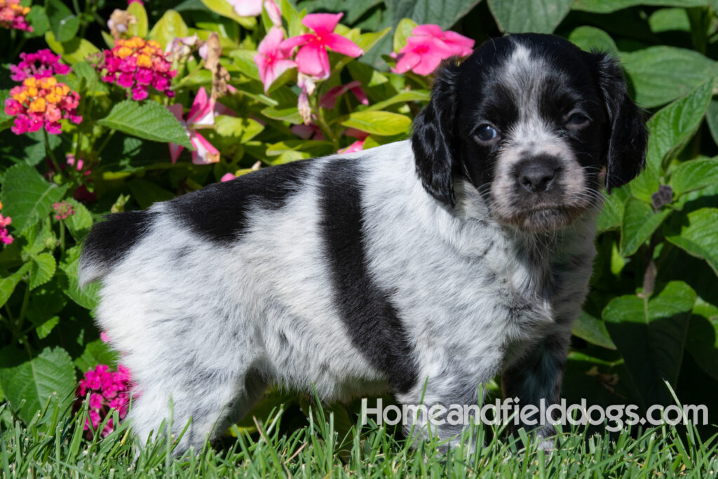 Adorable Black Roan french brittany puppy for sale