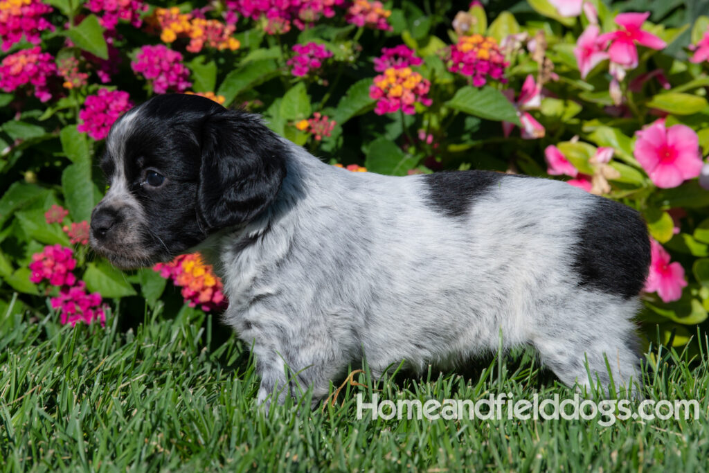 Adorable Black Roan french brittany puppy for sale