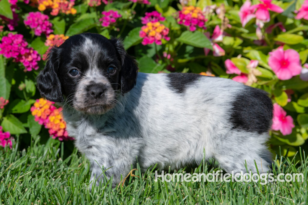 Adorable Black Roan french brittany puppy for sale