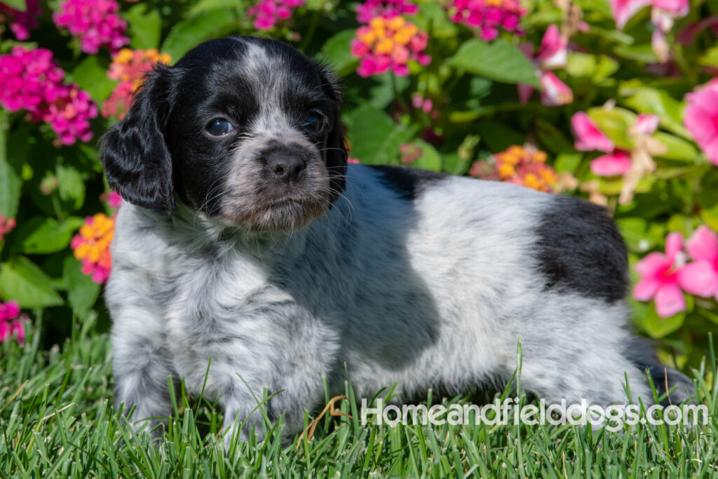 Adorable Black Roan french brittany puppy for sale