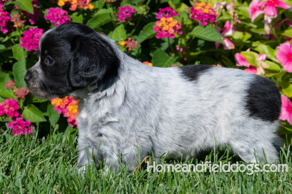 Adorable Black Roan french brittany puppy for sale