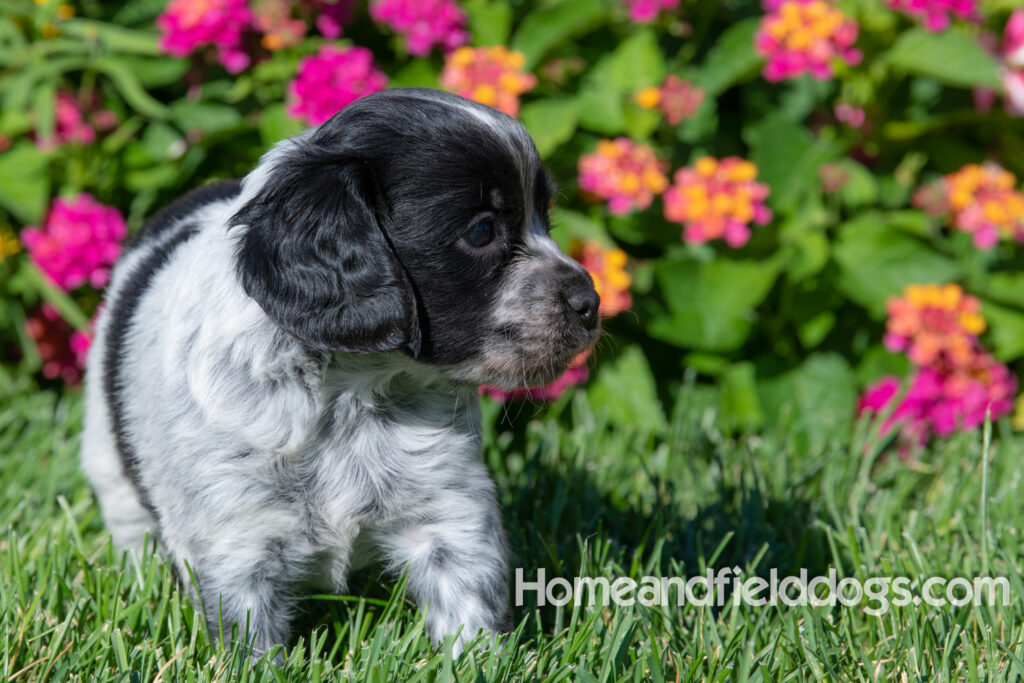 Adorable Black Roan french brittany puppy for sale
