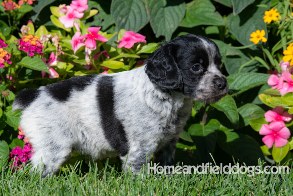 Adorable Black Roan french brittany puppy for sale