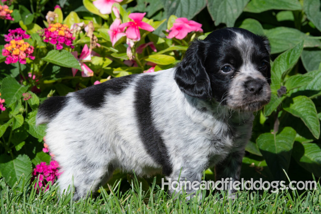 Adorable Black Roan french brittany puppy for sale