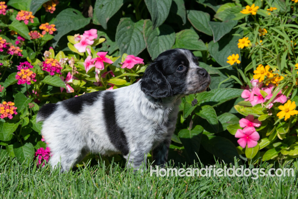 Adorable Black Roan french brittany puppy for sale
