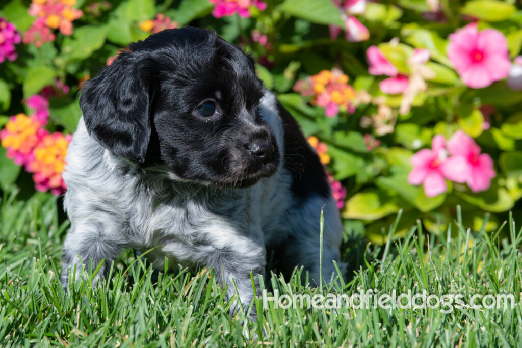 Adorable Black Roan french brittany puppy for sale