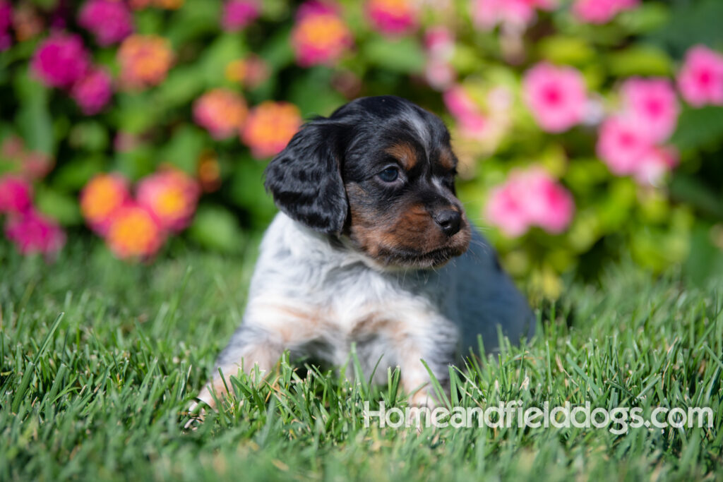 Pictures of a young French ""Brittany puppy with a black tricolor roan coat