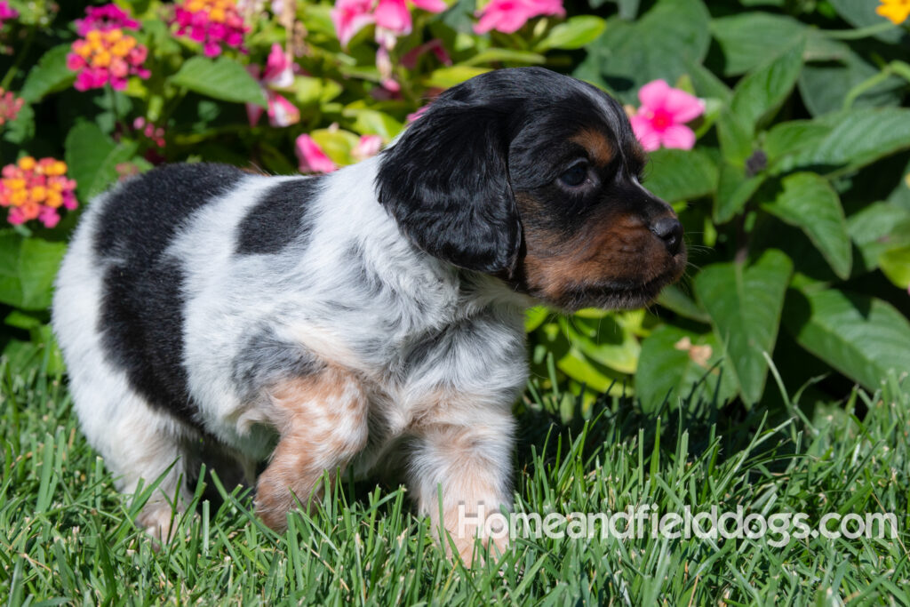 Pictures of a young French ""Brittany puppy with a black tricolor roan coat