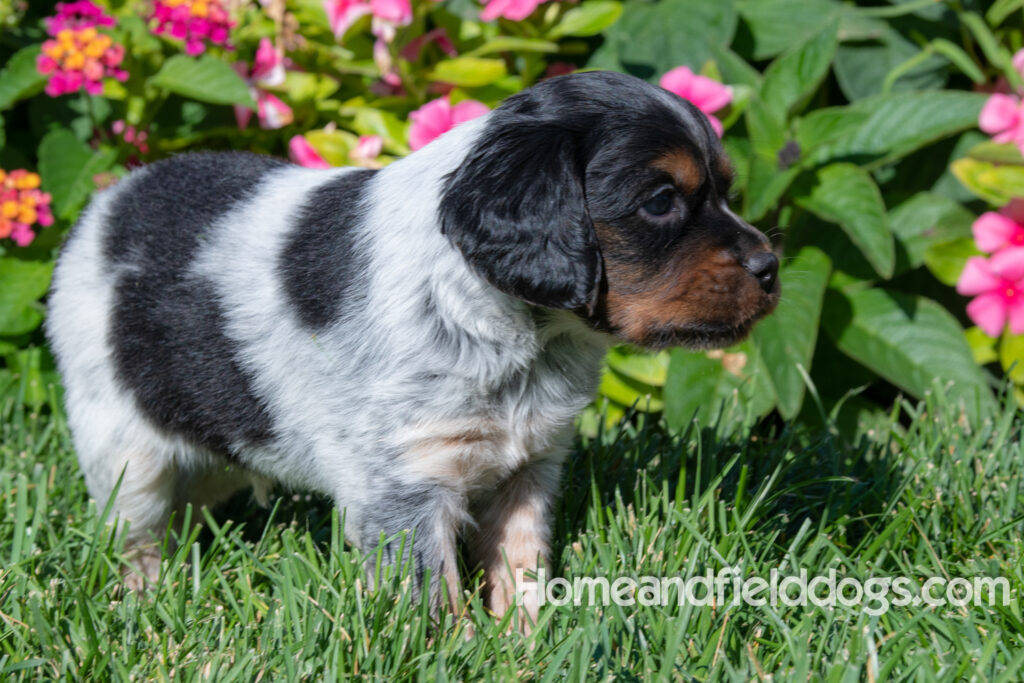 Pictures of a young French ""Brittany puppy with a black tricolor roan coat