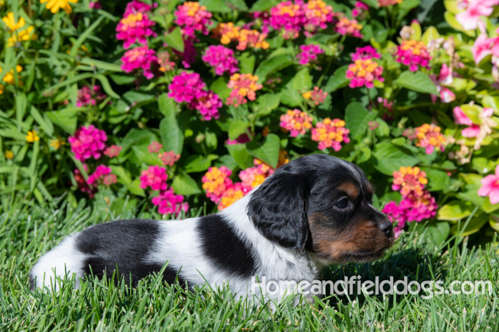 Pictures of a young French ""Brittany puppy with a black tricolor roan coat