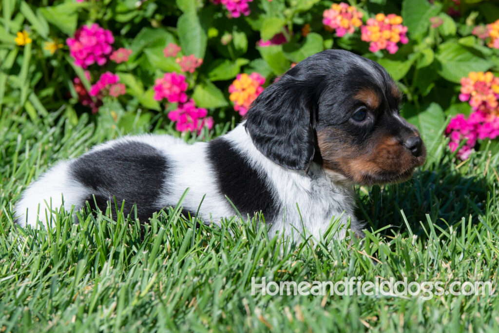 Pictures of a young French ""Brittany puppy with a black tricolor roan coat